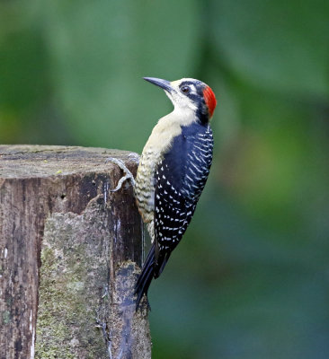 Black-cheeked Woodpecker