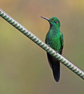 Green-crowned  Brilliant