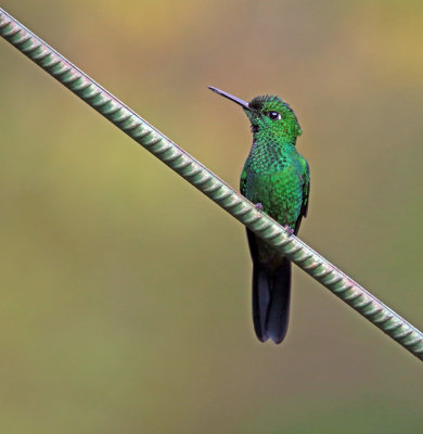 Green-crowned  Brilliant