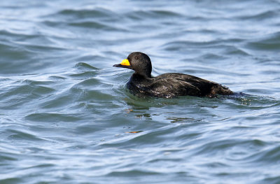 Black Scoter