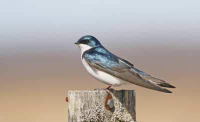 Tree Swallow