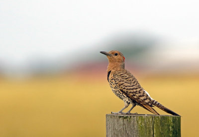 Northern Flicker