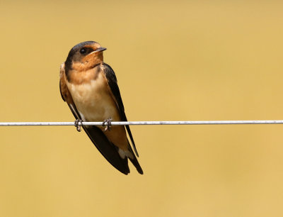 Barn Swallow