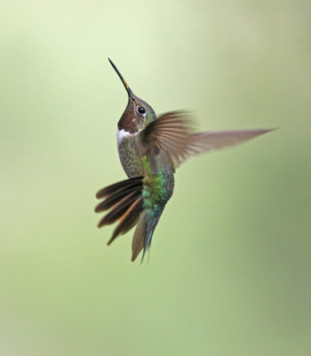 Broad-tailed Hummingbird