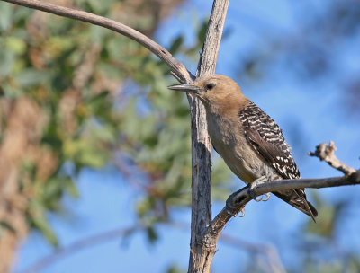 Gila Woodpecker