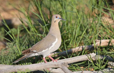 White-winged Dove