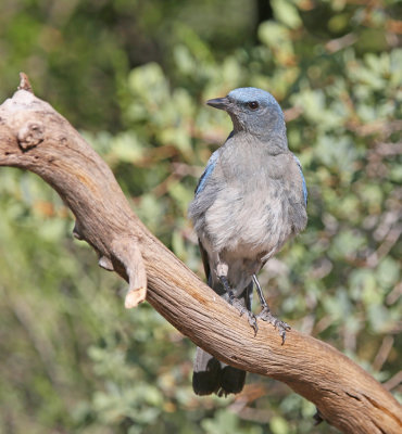 Mexican Jay