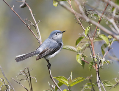 Blue-gray Gnatcatcher