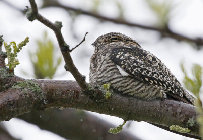 Common Nighthawk