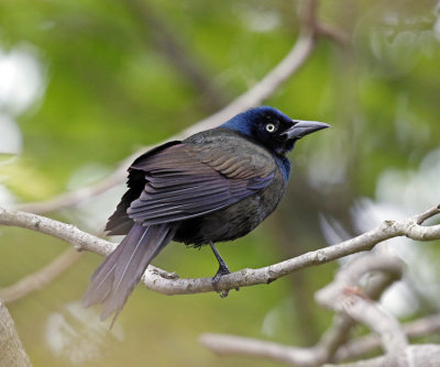 Common Grackle