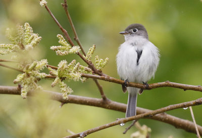 Least Flycatcher