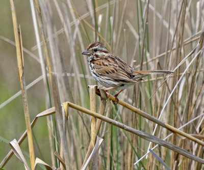 Song Sparrow