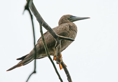 Brown Booby