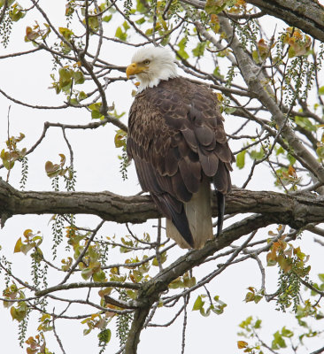 Bald Eagle