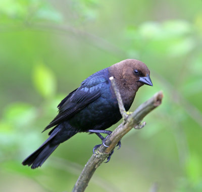 Brown-headed Cowbird