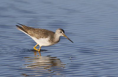 Greater Yellowlegs