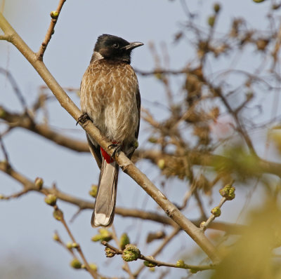 Red-vented Bulbul