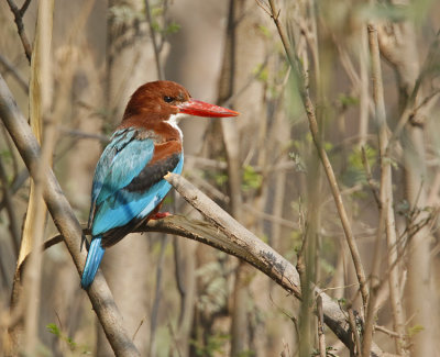 White-throated Kingfisher