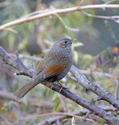 Streaked Laughingthrush