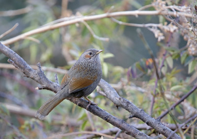 Streaked Laughingthrush