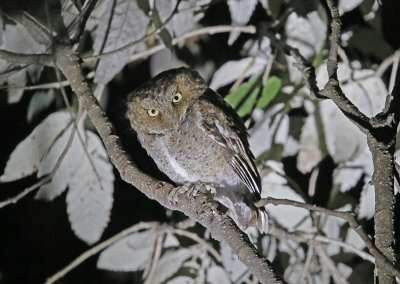 Mountain Scops Owl