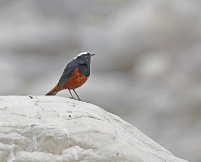 White-capped Redstart