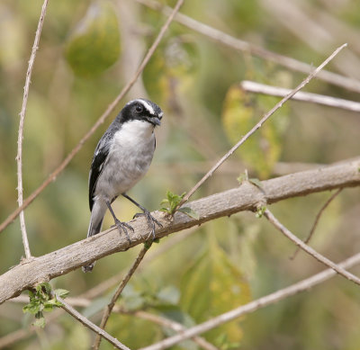 Grey Bushchat