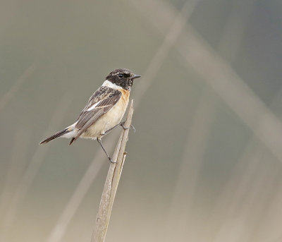 Siberian Stonechat