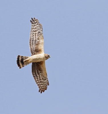 Northern Harrier