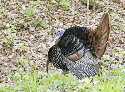 Wild Turkey