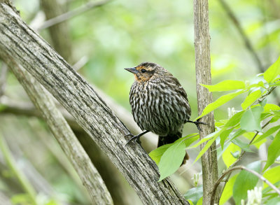 Red-winged Blackbird