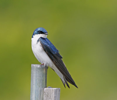 Tree Swallow
