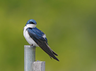 Tree Swallow