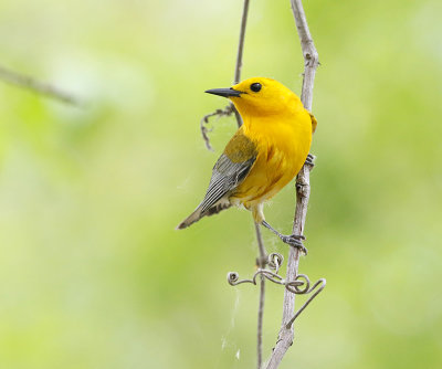 Prothonotary Warbler