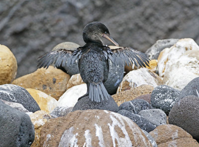 Flightless Cormorant