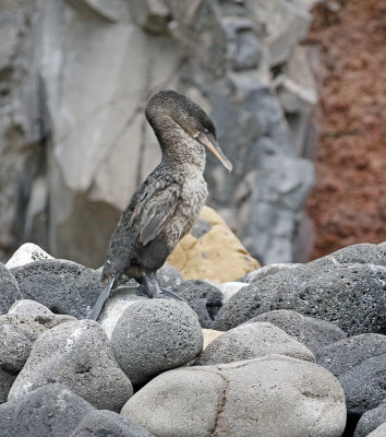 Flightless Cormorant