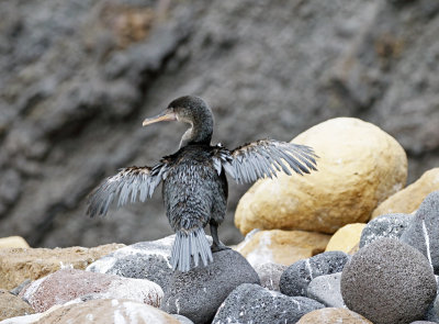 Flightless Cormorant
