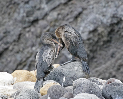 Flightless Cormorant