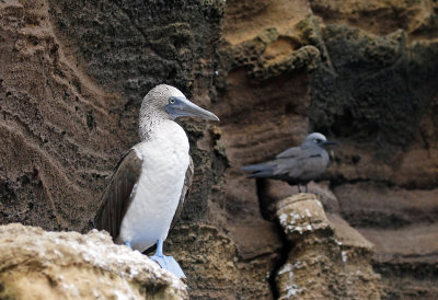 Blue-footed Booby
