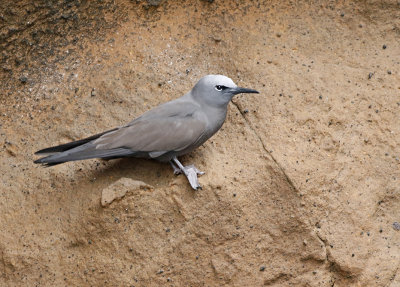 Brown Noddy