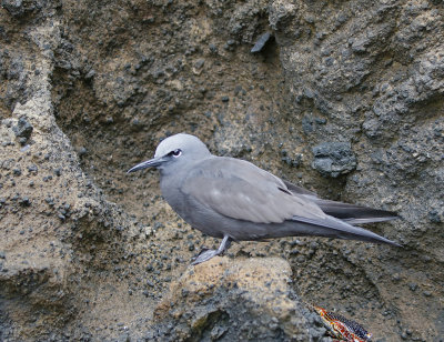 Brown Noddy