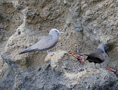 Brown Noddy