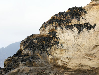 Marine Iguanas