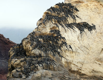 Marine Iguanas