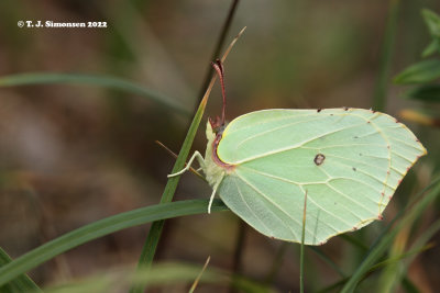 Brimstone (Gonopteryx rhamni)