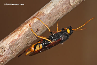 Giant Woodwasp (Urocerus gigas)