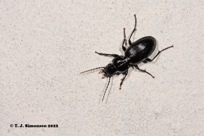 Black Clock Beetle (Pterostichus madidus)