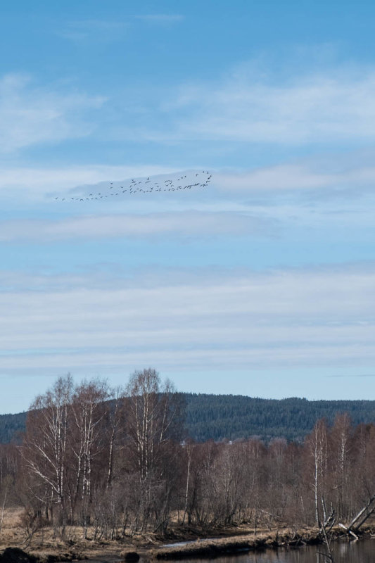 Trekkfuglene er p vei tilbake, det er vr