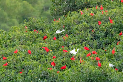 Scarlet Ibis - Eudocimus ruber