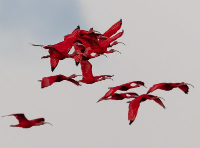 Scarlet Ibis - Eudocimus ruber